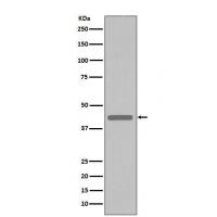 VSV-g Tag Rabbit mAb
