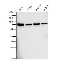 TRIM25 Rabbit mAb