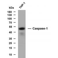 Caspase-1 Mouse mAb