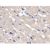 AD7C-NTP Antibody