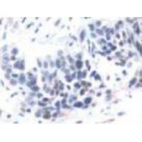 MARVELD1 Antibody