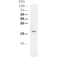 MARVELD1 Antibody