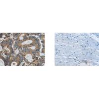 SLC22A12 Antibody