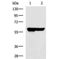 SLC22A12 Antibody