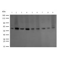 Smad2/3 (Phospho-Thr8) Polyclonal Antibody