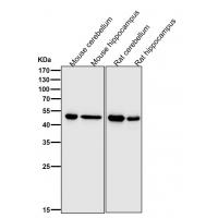 GFAP Rabbit mAb