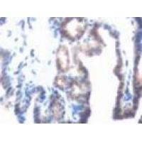 PTP4A1 Antibody
