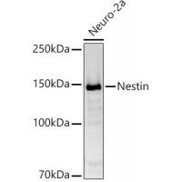 Nestin Polyclonal Antibody