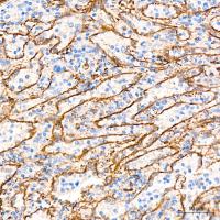 Nestin Polyclonal Antibody