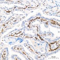 Nestin Polyclonal Antibody