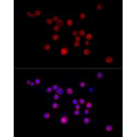 Nestin Polyclonal Antibody