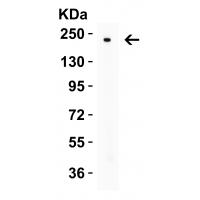 Nephrin Antibody