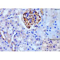 Nephrin Antibody