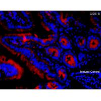 CIDE-B Antibody