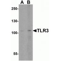 TLR3 Antibody