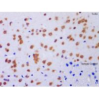 TLR3 Antibody