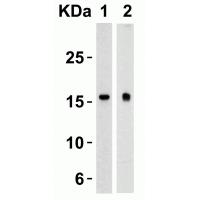 TSLP Antibody