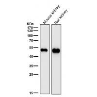 Glutathione Synthetase Rabbit mAb