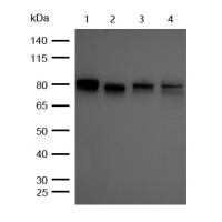 RSK1(Phospho-Ser380) Rabbit mAb