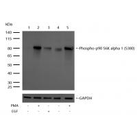 RSK1(Phospho-Ser380) Rabbit mAb
