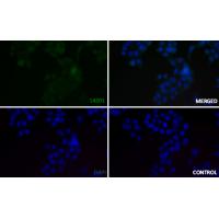 EGFR (Phospho-Ser695) Rabbit mAb