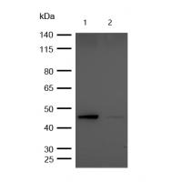 GSK3β(Phospho-Ser9) Rabbit mAb