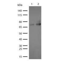 eIF4B (Phospho-Ser406) Rabbit mAb