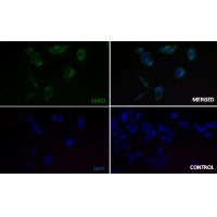 BMP6 Rabbit mAb