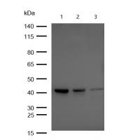 BMP6 Rabbit mAb