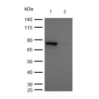 CLPTM1 Rabbit mAb