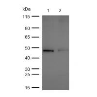 CCDC98 Rabbit mAb