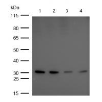 Phospho-MCU(S92) Antibody