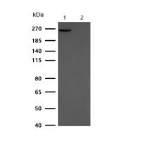 NG2 Rabbit mAb