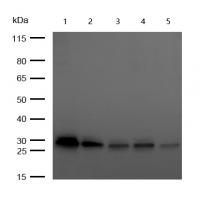 C1QBP Rabbit mAb