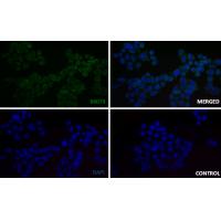 C1QBP Rabbit mAb