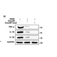 TNF-α Mouse mAb
