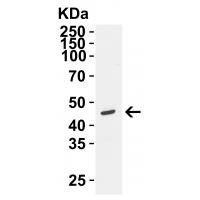 SIGLEC15 Antibody