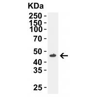 SIGLEC15 Antibody