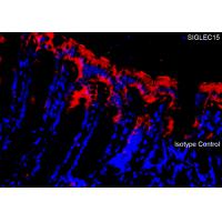 SIGLEC15 Antibody