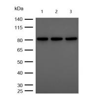 PI3-kinase p85- alpha (Phospho-Tyr607) Rabbit mAb