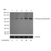 PI3-kinase p85- alpha (Phospho-Tyr607) Rabbit mAb