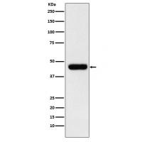 EIF4A1 Rabbit mAb