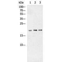 NPM3 Antibody