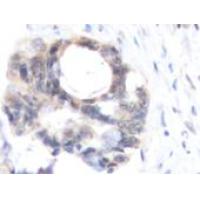 NPM3 Antibody