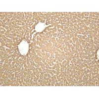 PPARA Rabbit mAb