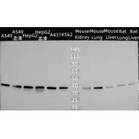 PON3 Antibody