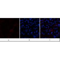 p300 Polyclonal Antibody