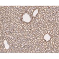 HADHSC Antibody