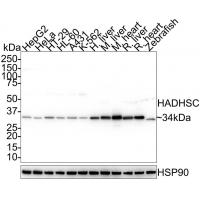 HADHSC Antibody