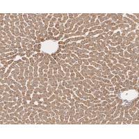 HADHSC Antibody